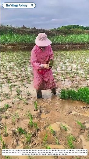 水田の舞い：稲を植える伝統の知恵
