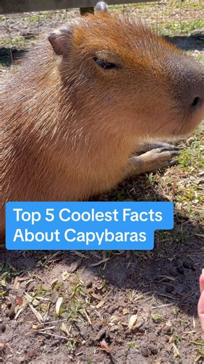 Our five favorite fun facts about capybaras! Featuring Pumpkin being a very chill model #capybara #capybaratiktok #capybaras #capybaralove #capybarasforever #animals #funfact #didyouknow | Dark Wings Wildlife & Education