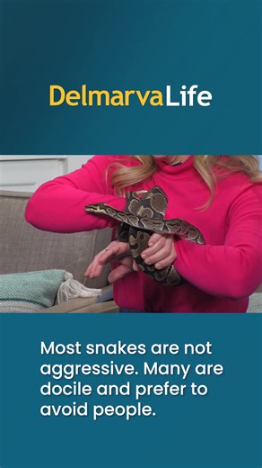 Snakes get a bad rap 🐍 But these fascinating creatures play an important role in our ecosystem, and most are far more docile than people realize.This video breaks down quick facts that might just change how you see them. 👀 | DelmarvaLife