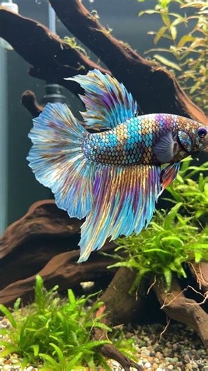 Stunning Alien Galaxy Betta in a High-Tech Planted Tank | 4K #betta #lifeisbutadream #bettafish