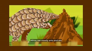 What do pangolins eat? Watch the short video to find out. Would you like to learn more about pangolins? Become a Pangolin Guardian Today and discover fascinating facts about Pangolins and what to do if you encounter one in the wild - https://www.pangolin.africa/become-a-pangolin-guardian Our FREE two-part course should take no more than 15 minutes to complete and is suitable for passionate conservationists of all ages. When you complete the course, you will be awarded a Certificate confirming yo