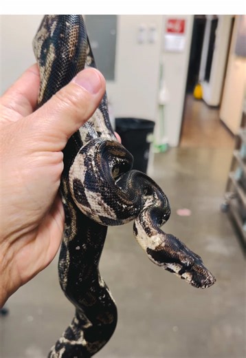 This insane looking RDR-BEA Black Eyed Anery gets me every time I pick her up. #snakecountry #rdrbea #rdrbeaboa #blackeyedanery #blackeyedaneryboa