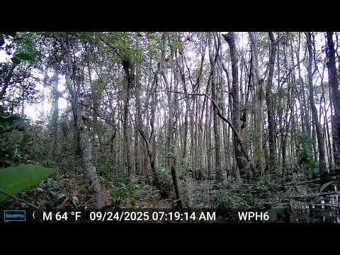 Red shouldered hawk cry ALP