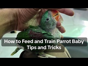 How to Feed and Train Parrot Baby | Tips and Tricks