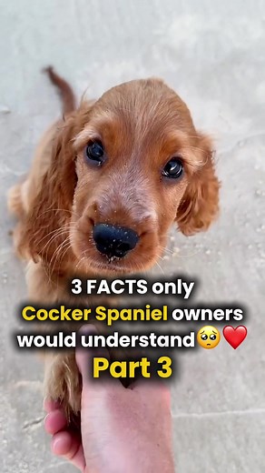 POV: You live with a Cocker Spaniel💛(Part 3) #cockerspaniel #cockerspanielpuppy #cockerspanielpuppies #doglife #dogowner