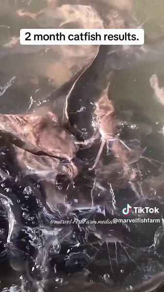 2 Month Catfish Growth Results: Size Check & What to Expect