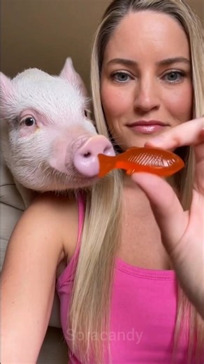 Pet Watches Weird Animal Candy Eating 🐷🍭 | Oddly Satisfying Candy Short.#shorts