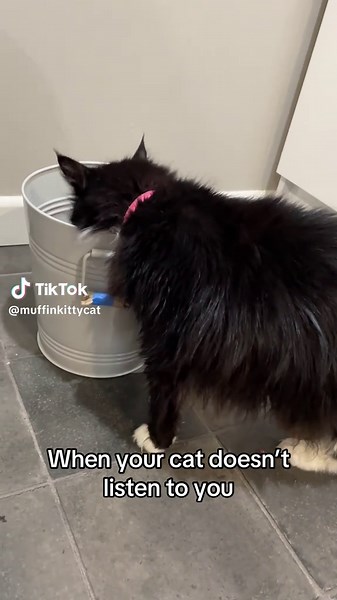 This is what happened when I went to get a bag of biscuits to top up Kitty’s food container. #cats #catoftiktok #fyp