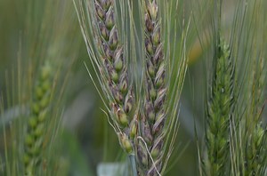 Loose smut disease: What hay and grass seed producers need to know