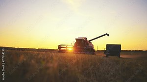 Loading grain from harvester combine to truck lorry on farm field at sunset in countryside. Working modern grain harvesting machines, agribusiness, harvesting, tractor, food industry concept.