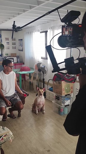 Theo ng Pilipinas: Ang Paboritong Aso ng Bansa