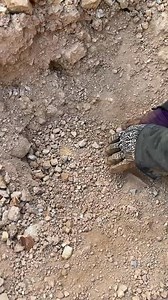 Python Guarding the Underground Treasure At The Mountain #treasure #hunting #hunter #findgold | HOME GOLD