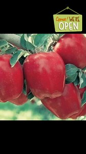From Red Delicious Apple trees to Blueberries and everything in between! The Red Delicious apple tree pollinates well with our 4 in 1 combo apple tree. Yes that's right 4 different varieties on one tree for the 4 in 1 Combos! Enjoy the day shopping with us and pick up some delicious cookies from @man.thecookie , here now! #greensboroshrubnursery #plantsmakepeoplehappy #supportlocal #landscaping #fruit #trees | Greensboro Shrub Nursery | Facebook
