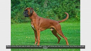 How to Bathe Your Boxer Dog: Step-by-Step Guide