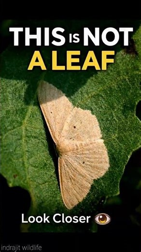 Moth That Looks Like a Leaf | Crazy Camouflage
