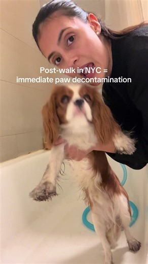 Essential Paw Care for Your Cavalier in NYC