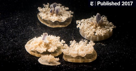 How Three Friends Proved That Jellyfish Can Sleep