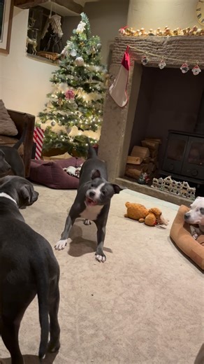 Izy The Staffy on Instagram: "POV: when your living room sounds like the soundtrack to a low-budget karate movie 🍿😂 Agatha, Smudgekins and little Mumbleina were having a full-on Staffy play session… zoomies, spin kicks, dramatic sound effects and lots of happy wiggles. It’s especially lovely to see Agatha so giddy again. Now that the puppies have flown the nest, it’s like a little weight has lifted and she’s back to her young, playful, carefree self 💚 Happy hearts. Happy tails. Happy chaos. T