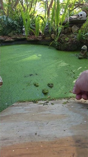 Bullfrog feeding time