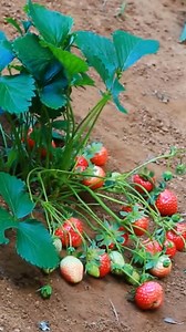 615K views · 8.5K reactions | Mother and son pick stawberry a long the river #survival #hunting #dog #doglover #fishing #fruits #cooking #chef #beautiful #food | Cooking With Me | Facebook