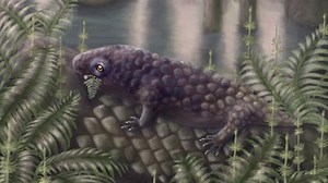 New fossil species discovered on Cape Breton Island may be one of the earliest plant-eating animals