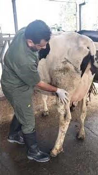 Udder Quality Defines The Cow yield