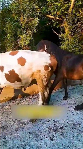 Raising Horses Every Day – Simple Country Life 36
