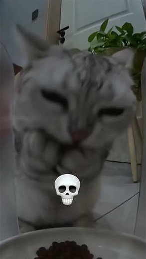 This smart cat shocked everyone😺😱