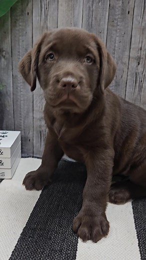 Meet the newest sweetheart at Petland Racine, our adorable female Chocolate Lab!  She's ready to bring joy and love to her forever home. Schedule your meet and greet today to welcome this furry friend into your family!  Use Puppy ID: 29544 when you call! | Petland Racine | Facebook