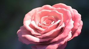 Houdini Procedural Rose