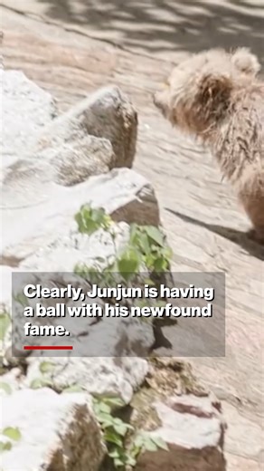 53K views · 468 reactions | Meet Junjun! | New York Post Lifestyle | Facebook