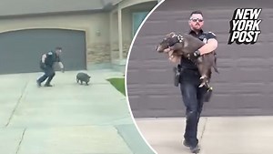 Hilarious video of cop tackling loose pig terrorizing Utah neighborhood has internet snorting