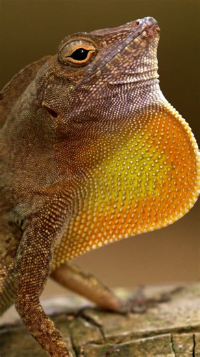 274K views · 6.3K reactions | Lizards are evolving at hyper speed in Puerto Rican cities. These turbocharged genetic adaptations mean they can run and move faster than their countryside cousins. But why? Evolutionary biologists Shane Campbell-Staton and Kristin Winchell are studying how the urban environment is spurring rapid genetic adaptations in this lizard species. Listen to the Ted Radio Hour episode: https://n.pr/3Hv32uH | NPR | Facebook