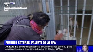 Avec 7200 animaux en attente d'adoption, les refuges de la SPA saturés