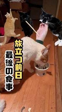 茶トラが虹の橋を渡る前日最後の一家団欒は食欲旺盛（多頭飼育崩出身）黒猫と元野良猫タキシード猫