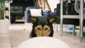 Use CleverPet to engage and teach automatically. Make sure they're happy all day! | CleverPet