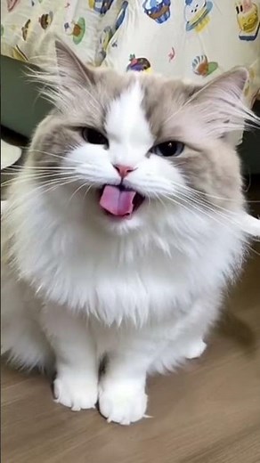 Angel Cat 😇😝 So Cute!