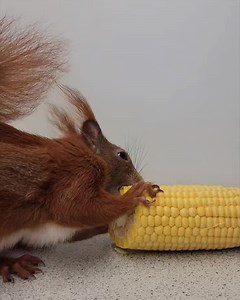 579K views · 10K reactions | Trying some ripe cherries for Tintin,...