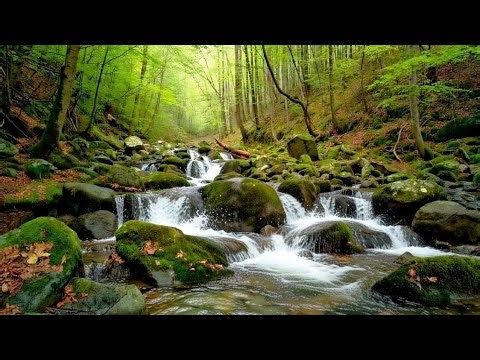 Mountain Stream Sounds, Melodic Birdsong, Nature Sounds for Relaxation