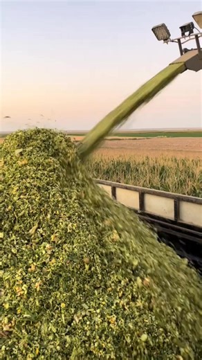 The Importance of Silage in Dairy Agriculture