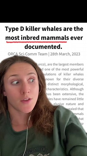 This sound was trending and i couldn’t resist. If you know me you know i love to make fun of the Type D orcas for being the most inbred mammals ON EARTH EVER. It also doesn’t help that they look like their brains are smooth…that little eye patch 💀 #orcas #orcatok #orcagirl #typed #mammals #smoothbrain #youhaveasmoothbrain