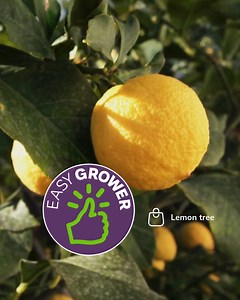 338 reactions · 24 shares | An easy-to-grow favourite for every...