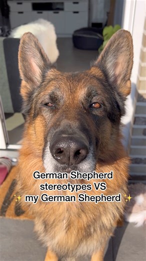 769K views · 21K reactions | German Shepherd stereotypes VS my German Shepherd | Strider The German Shepherd | Facebook