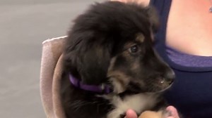 Puppy bought on Craigslist becomes medical nightmare for distraught owner