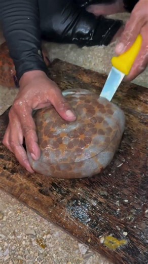 Cutting Open a "Rock" to Find the Secret Inside! 🔪