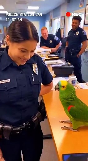 1K views · 14 reactions | Follow @thecryptou Mars: The Robot Planet and Humanoid Robot Future Elon Musk discusses the ambitious vision of transforming Mars into a hub for robotics and humanoid robots. What are your thoughts on the idea of humanoid robots playing a significant role in space exploration and colonization? #... | Senorpequenos | Facebook