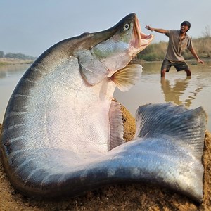 1.4M views · 9.7K reactions | Unbelievable technique fish fishing video river catching big stuck chitol fish form deep underground hole #fish #video #fishing | Discovery Site | Facebook