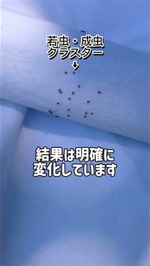 マダニ定点調査結果:春編🌸