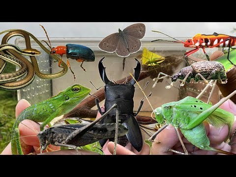 Catching Insects, Snake, Chameleon, Beetle, and Butterfly