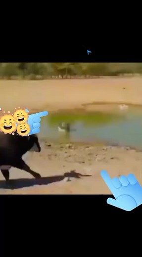 قلندر على TikTok